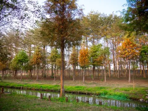 魚寮遺址落羽松河畔 66 - Travel of Rice 小米遊記 雖然目前還不是很茂密。