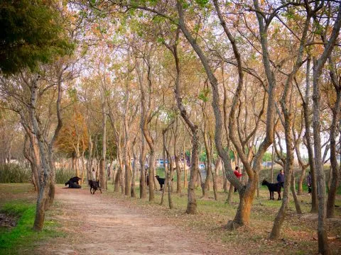 魚寮遺址落羽松河畔 67 - Travel of Rice 小米遊記 而河畔旁,靠近馬路的區域則種植了大量的烏臼。