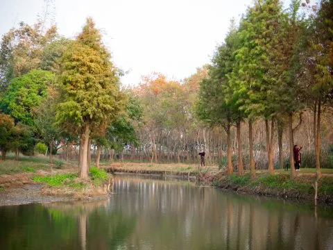 魚寮遺址落羽松河畔 68 - Travel of Rice 小米遊記 範圍還蠻廣大的。