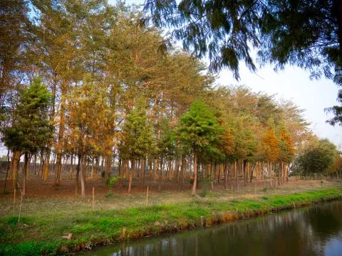 魚寮遺址落羽松河畔 69 - Travel of Rice 小米遊記 非常的詩情畫意