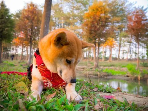 魚寮遺址落羽松河畔 70 - Travel of Rice 小米遊記 也因此新石器時代魚寮遺址的人氣,沒河畔幽境的吸引人。