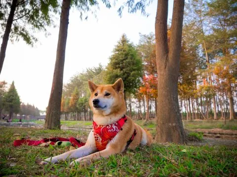 魚寮遺址落羽松河畔 71 - Travel of Rice 小米遊記 聽說這水圳歷史悠久,還是台灣第二長的水利工程。