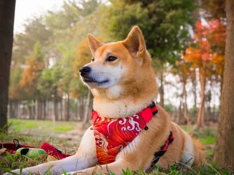 魚寮遺址落羽松河畔 72 - Travel of Rice 小米遊記 不過小米可能沒興趣知道這些歷史。