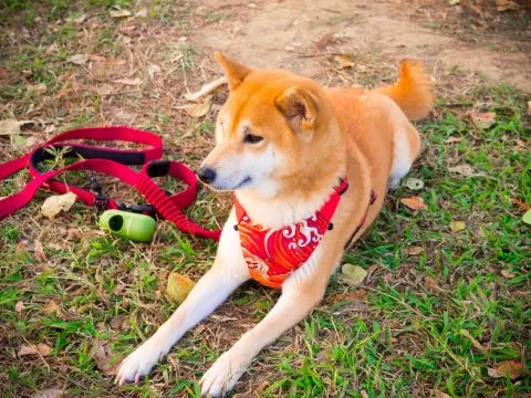 魚寮遺址落羽松河畔 73 - Travel of Rice 小米遊記 能舒服的在大自然中,放鬆身心就夠了。