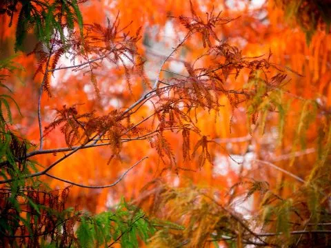 魚寮遺址落羽松河畔 74 - Travel of Rice 小米遊記 體驗大自然的千變萬化。