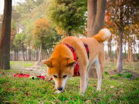 魚寮遺址落羽松河畔 77 - Travel of Rice 小米遊記 差不多要回去嚕