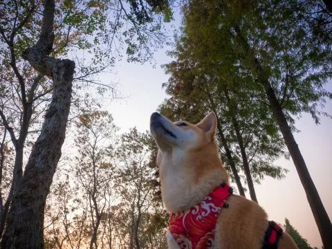 魚寮遺址落羽松河畔 78 - Travel of Rice 小米遊記 太陽也逐漸要消失了
