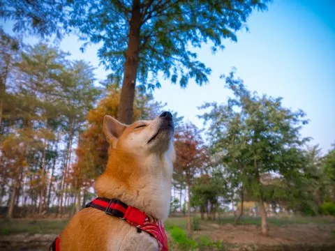 魚寮遺址落羽松河畔 76 - Travel of Rice 小米遊記 浸濡其中。