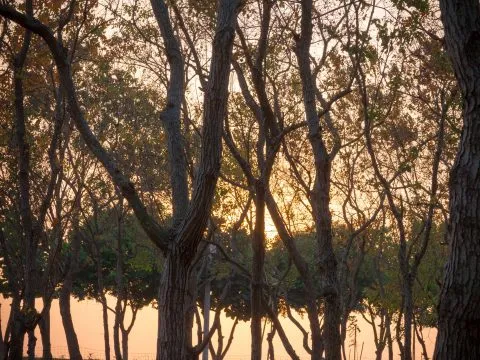 魚寮遺址落羽松河畔 79 - Travel of Rice 小米遊記 夕陽會在馬路那側降下
