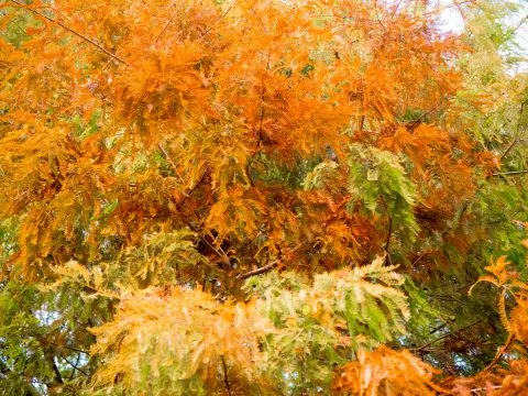 魚寮遺址落羽松河畔 75 - Travel of Rice 小米遊記 享受大自然帶來的美麗感受。