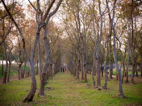 魚寮遺址落羽松河畔 80 - Travel of Rice 小米遊記 烏臼形成的龍貓隧道。