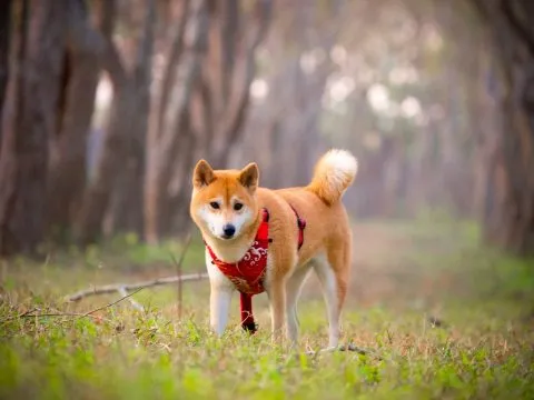 魚寮遺址落羽松河畔 82 - Travel of Rice 小米遊記 我們也離開吧~