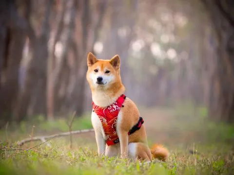 魚寮遺址落羽松河畔 81 - Travel of Rice 小米遊記 羊群都被撤離嚕,剩下小米和爸爸。