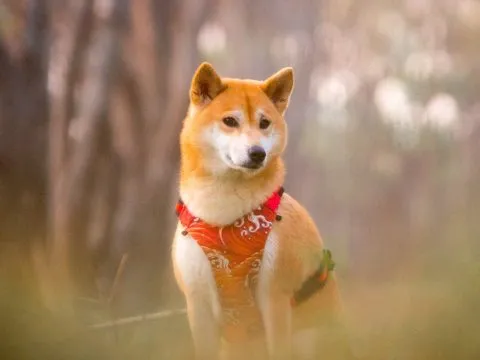 魚寮遺址落羽松河畔 83 - Travel of Rice 小米遊記 以後樹木長高長大變得更茂密後,這邊不知道會不會更美麗呢?
