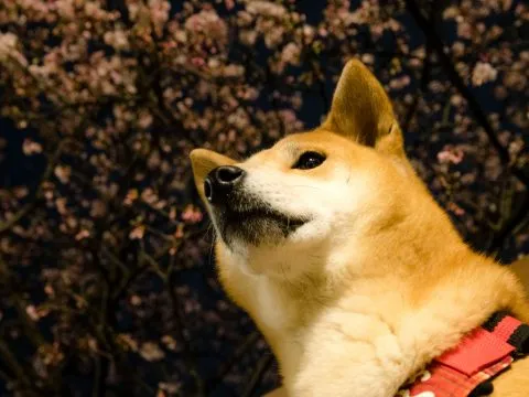 樂活公園夜櫻 56 - Travel of Rice 小米遊記 一到達樂活就可以看見整片的寒櫻。