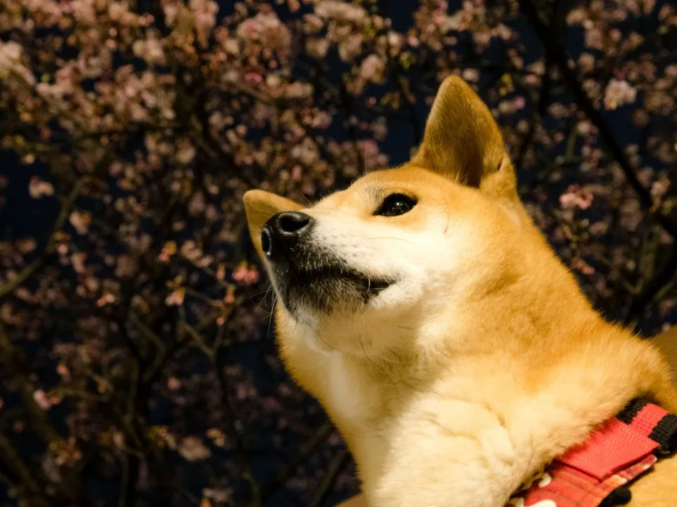 一到達樂活就可以看見整片的寒櫻。