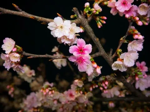 樂活公園夜櫻 58 - Travel of Rice 小米遊記 寒櫻花期比較長,也是這邊最早開的櫻花。