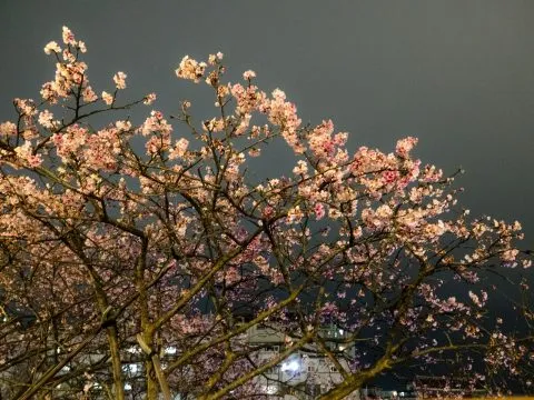 樂活公園夜櫻 57 - Travel of Rice 小米遊記 在第一區步道,綻放著,時間大概是1月底左右。