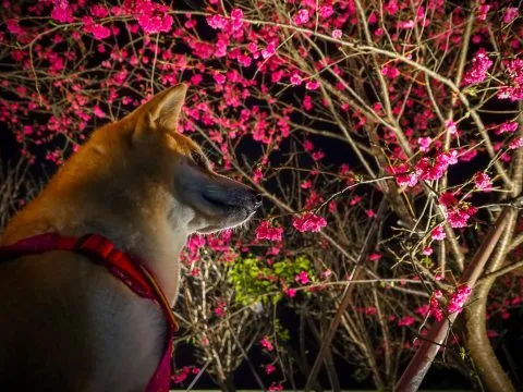 樂活公園夜櫻 59 - Travel of Rice 小米遊記 不過我們的主角是第二區的八重櫻!