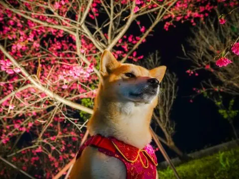 樂活公園夜櫻 60 - Travel of Rice 小米遊記 在櫻花樹底下由下往上打燈,第二區的八重櫻步道變得好夢幻。