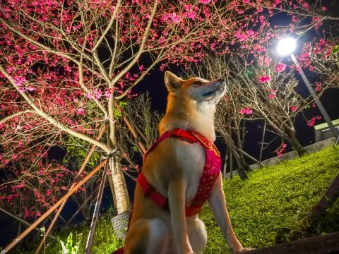 樂活公園夜櫻 61 - Travel of Rice 小米遊記 不過要找到空位拍照有點小難,因為....