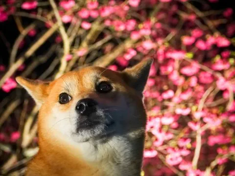 樂活公園夜櫻 65 - Travel of Rice 小米遊記 小米:爸爸提醒你,10點就關燈嚕!