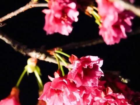 樂活公園夜櫻 69 - Travel of Rice 小米遊記 重瓣的八重櫻又稱為牡丹櫻~