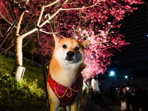 樂活公園夜櫻 66 - Travel of Rice 小米遊記 沒錯,這邊晚上10點就準時關燈啦。但仍還是有許多人在步道下散步!