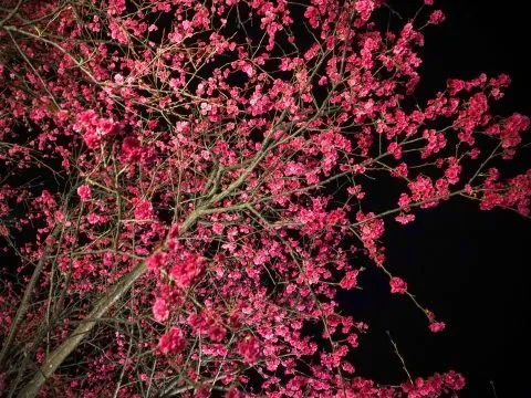 樂活公園夜櫻 68 - Travel of Rice 小米遊記 八重櫻盛開的時候非常的艷麗