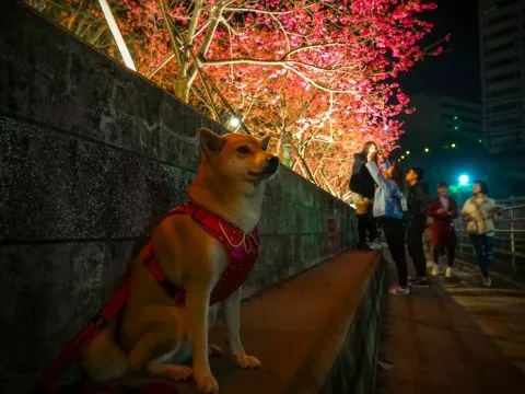 樂活公園夜櫻 67 - Travel of Rice 小米遊記 時間越晚,人潮漸漸散去。