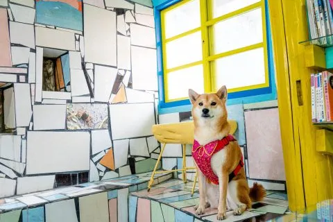 小米：我已經眼花撩亂嚕～