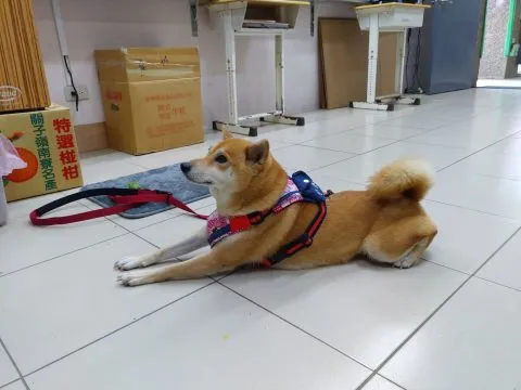 仁愛國小/馬祖南竿 31 - Travel of Rice 小米遊記 仁愛國小/馬祖南竿 31 - Travel of Rice 小米遊記