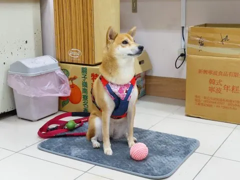 仁愛國小/馬祖南竿 33 - Travel of Rice 小米遊記 仁愛國小/馬祖南竿 33 - Travel of Rice 小米遊記