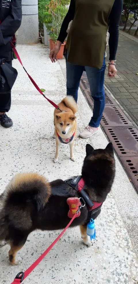 石泉國小/澎湖馬公 35 - Travel of Rice 小米遊記 石泉國小/澎湖馬公 35 - Travel of Rice 小米遊記