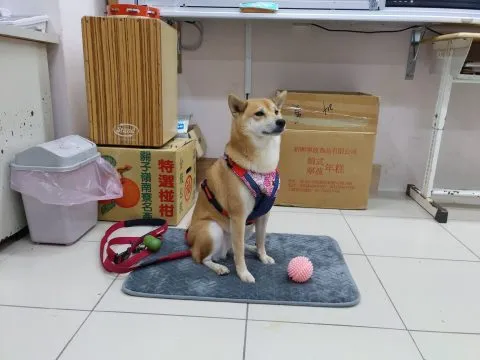 仁愛國小/馬祖南竿 28 - Travel of Rice 小米遊記 仁愛國小/馬祖南竿 28 - Travel of Rice 小米遊記