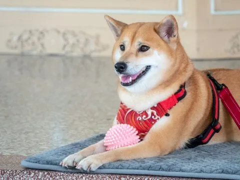 小琉球／屏東琉球 34 - Travel of Rice 小米遊記