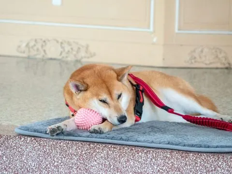 小琉球／屏東琉球 39 - Travel of Rice 小米遊記