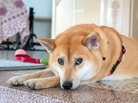 小琉球／屏東琉球 42 - Travel of Rice 小米遊記