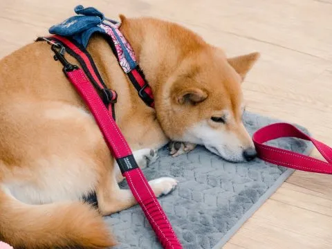 塘岐國小/馬祖北竿 34 - Travel of Rice 小米遊記 塘岐國小/馬祖北竿 34 - Travel of Rice 小米遊記