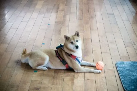 赤崁國小／澎湖白沙 23 - Travel of Rice 小米遊記