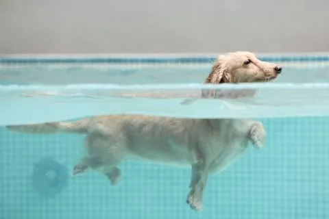 Dogether Hotel 多野樂旅館 63 - Travel of Rice 小米遊記