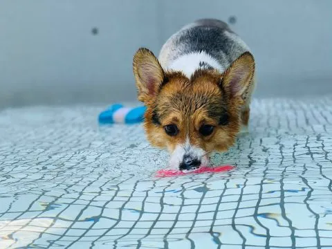 Dogether Hotel 多野樂旅館 64 - Travel of Rice 小米遊記