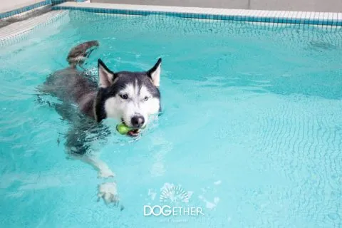 Dogether Hotel 多野樂旅館 66 - Travel of Rice 小米遊記