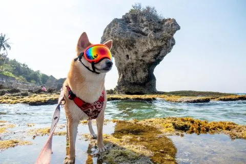 花瓶岩 61 - Travel of Rice 小米遊記