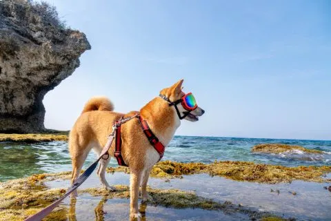 花瓶岩 62 - Travel of Rice 小米遊記