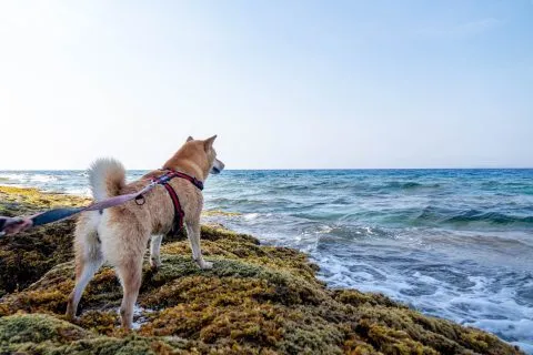 花瓶岩 64 - Travel of Rice 小米遊記