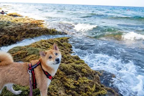 花瓶岩 65 - Travel of Rice 小米遊記