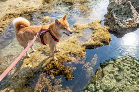 花瓶岩 66 - Travel of Rice 小米遊記