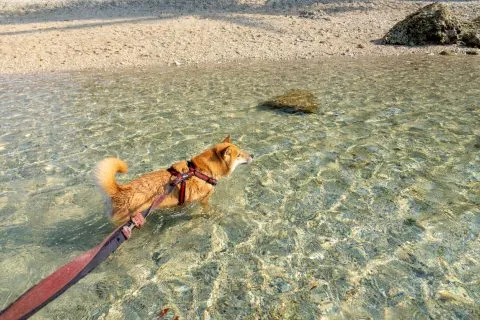 花瓶岩 71 - Travel of Rice 小米遊記