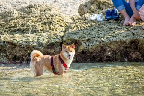 花瓶岩 72 - Travel of Rice 小米遊記